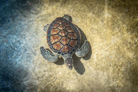 Green Sea Turtle From Above Stock Photos, Pictures & Royalty-Free ...