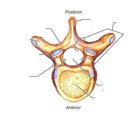 Back & Spine Anatomy- Clinical Anatomy Diagram | Quizlet