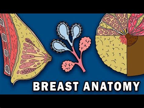 Understanding Breast Anatomy: Areola, Nipple, Milk Ducts & More ...