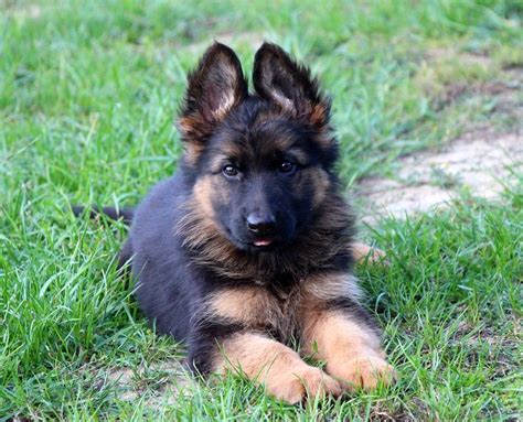 Chiot Elevage Des Trois Lieux Eleveur De Chiens Berger Allemand