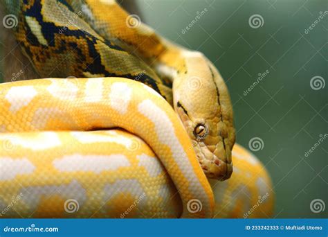 The Reticulated Python Malayopython Reticulatus Stock Image Image