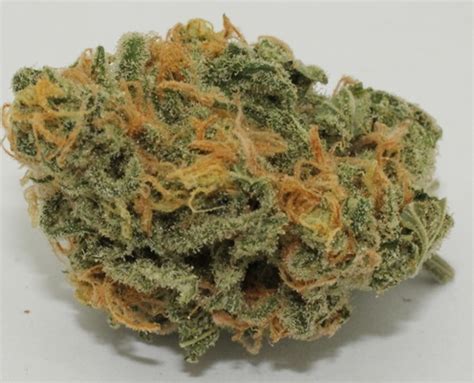 Acapulco Gold - Sativa Strain From Barney's Farm - LIWTS