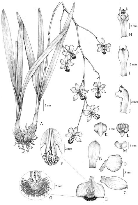 A. Habit. B. Dorsal Sepal. C. Lateral sepal. D. Petal. E. Labellum. F.... | Download Scientific ...