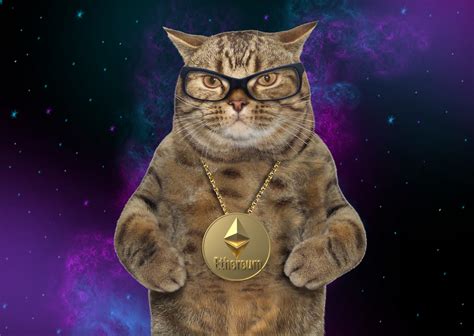 Swag Cat Wallpapers - Wallpaper Cave