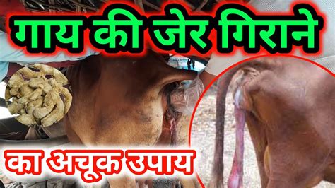 Cow Ki Jer Girane Ke Upay गाय की जेर गिराने के लिए क्या करे ज्वार