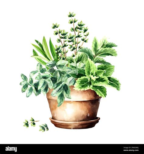 Kitchen Fragrant Herbs In Flower Pot Hand Drawn Watercolor