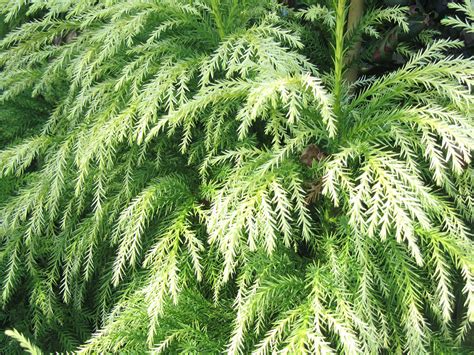 Japanese Red Cedar Cryptomeria Japonica Sekkan Sugi Chew Valley Trees