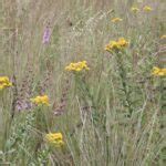 Solidago Rigida Stiff Goldenrod Ecoscapes