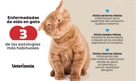 Enfermedades M S Comunes En Gatos Veterizonia