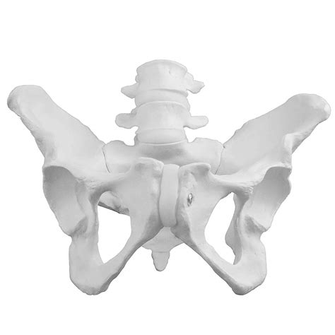 Buy Pelvic Model Medicine Life Size Male Pelvis Model Pelvis Anatomical