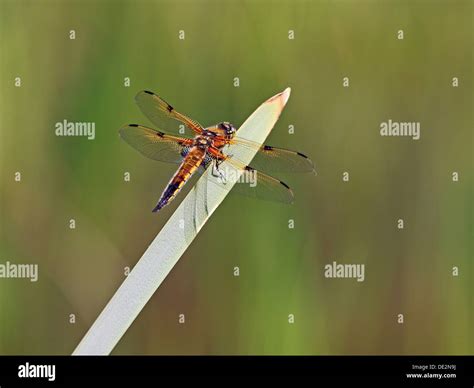 Four Spotted Chaser Or Four Spotted Skimmer Libellula Quadrimaculata