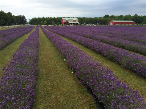 Lavender in bloom at Fragrant Isle Lavender Farm | WLUK