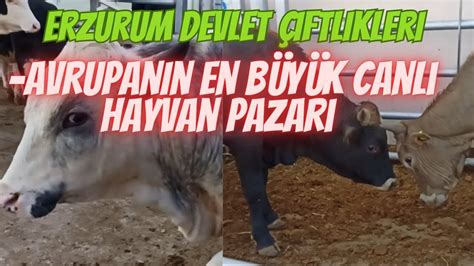 AVRUPA NIN EN BÜYÜK CANLI HAYVAN PAZARI I VETERİNER FAKÜLTESİ