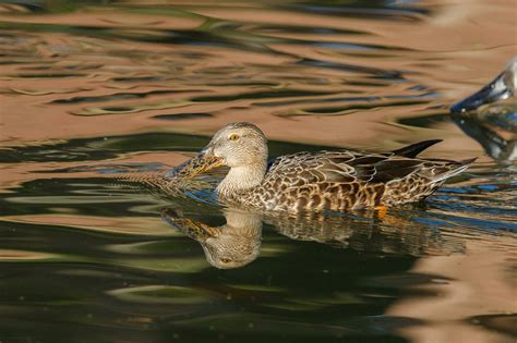 Australasian Shoveler Duck 24736026 Stock Photo at Vecteezy