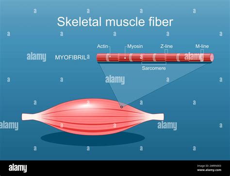 Anatomie D Une Fibre Musculaire Squelettique La Structure Des