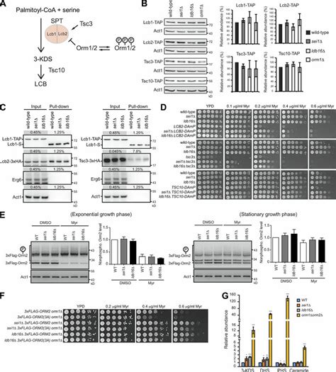 The Increased Spt Activity In Seipin Mutants Is Regulated Independently