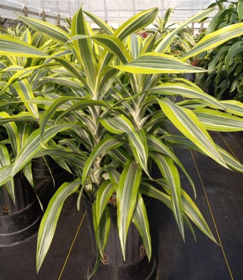 10 Dracaena Lemon Lime 2ppp Dracaena East Coast Tropicals