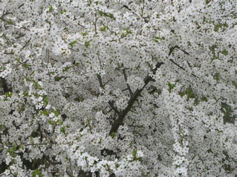 Sleedoorn Op Z N Mooist Tuin Natuur