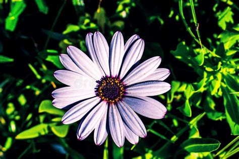 Selective Focus Shot of a White African Daisy Flower Stock Image ... 