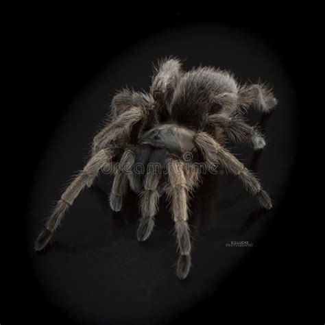 Aphonopelma Johnnycashi Stock Photos Free Royalty Free Stock Photos