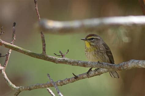 The Pursuit of Warblers: Florida warblers during trip to Melbourne area