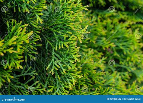 Green Twigs Of Thuja Emerald With Visible Texture Stock Photo Image