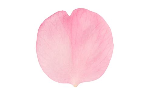#2538 Pink Petal Isolated Graphic by Kzara Visual · Creative Fabrica 