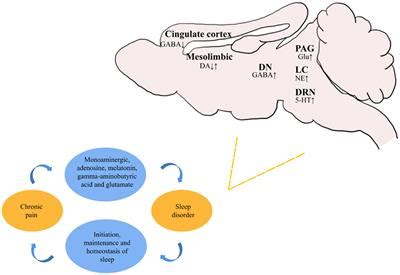 Frontiers Sleep Disorders In Chronic Pain And Its Neurochemical