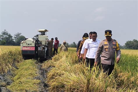 Berkunjung Ke Sukoharjo Plt Menteri Pertanian Apresiasi Hasil Panen