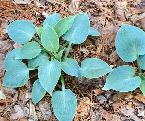 Hosta Dorset Blue A Small Dense Mound Of Blue Foliage With Pale