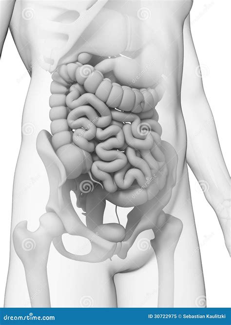 Human Small Intestine Stock Illustration Illustration Of Colon 30722975