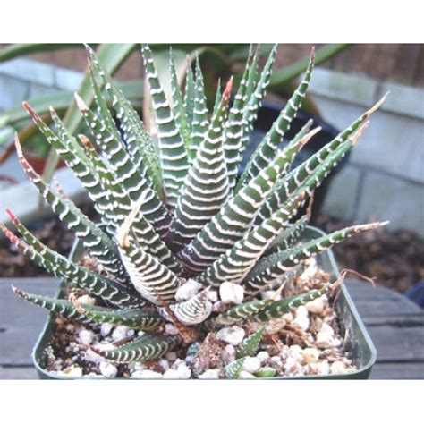 Haworthia Attenuata Caespitosa