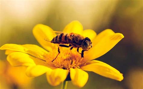 ¿por Qué Son Importantes Las Abejas Para El Medio Ambiente