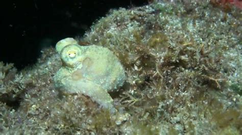 Octopus March 31 2012 Sand Island Avi YouTube