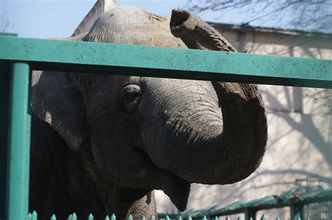 Odessa Zoo in Ukraine opens to visitors for first time since Russian ...