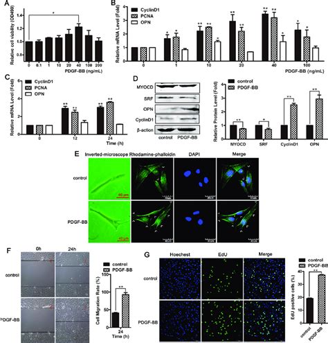 Pdgf Bb Induced Phenotypic Switching In Vsmcs From The Contractile