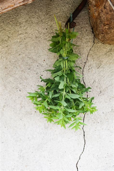 How To Dry Fresh Herbs To Preserve For Years - Homemade Mastery