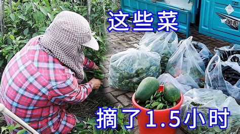 【胖嫂show】胖嫂仅用15小时，摘下这么多菜，一早赶早市，小白菜一堆只卖1块 Youtube