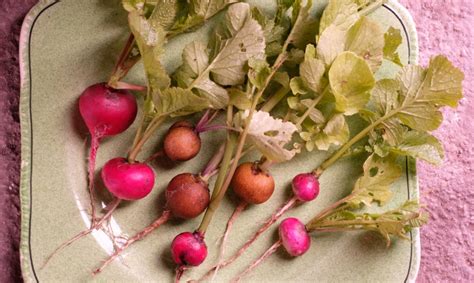 From Radish Top Pesto To Carrot Leaf Soup — How To Make The Most Of The Parts Of Vegetables We