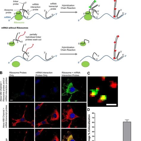 A Schematic Of Method To Detect RibosomemRNA Interactions In Situ