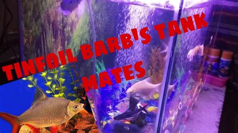 Tinfoil Barb Tank Mates In Aquarium Youtube