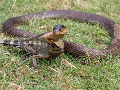 King Cobra Is This Animal Endangered