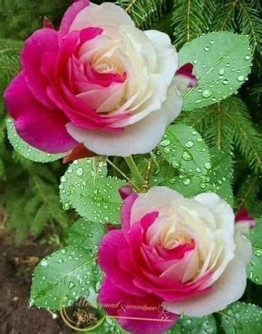 И остаётся прочно с нами, | OK.RU | Exotic flowers, Unusual flowers ...