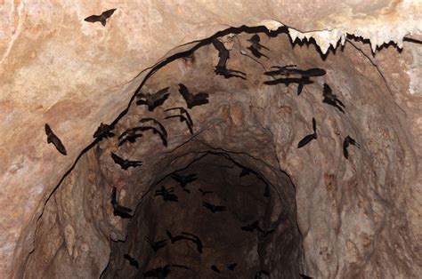 Caves Where Bats Live