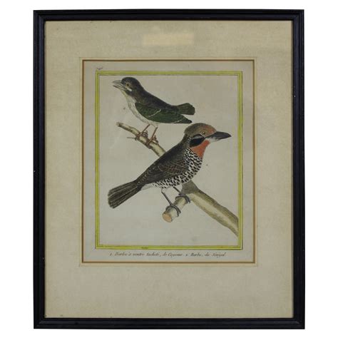 A Set Of Twelve Francois Nicolas Martinet Engravings Of Birds At Stdibs