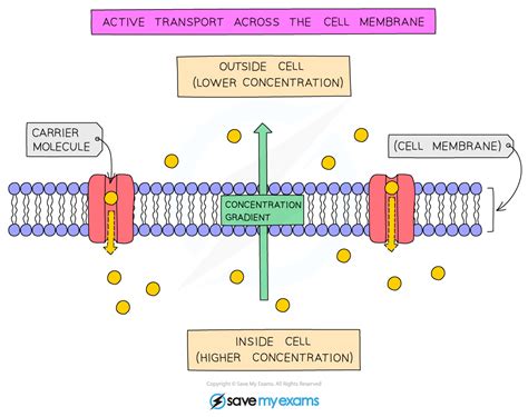 When Would A Cell Need To Use Active Transport Instead Of Diffusion