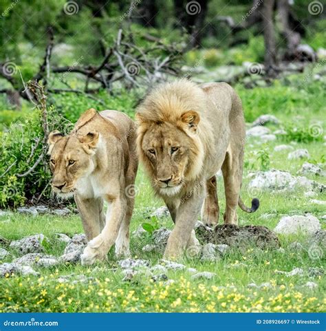 Una Pareja De Leones Poderosa Y Majestuosa Y Una Leona Caminando En