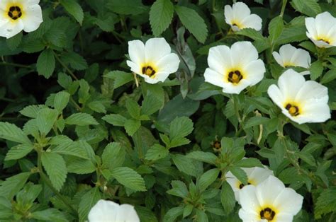 Turnera Subulata White Lights White Buttercup Flower Garden Center