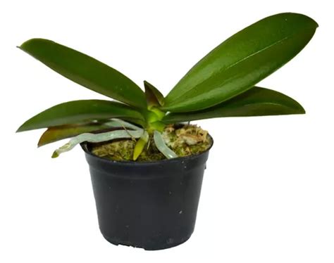 Kit 5 Mudas De Orquidea Phalaenopsis Pré Adulta Lindas Parcelamento