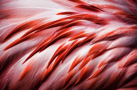 Close-up Of Flamingo Feathers by Karen Ulvestad